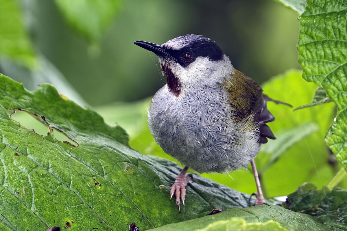 Gray-capped Warbler - ML636275823