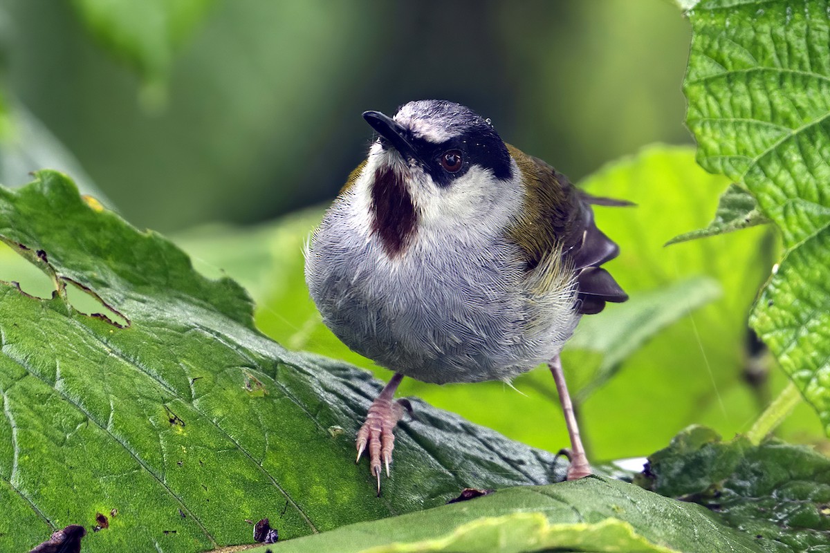 Gray-capped Warbler - ML636275824