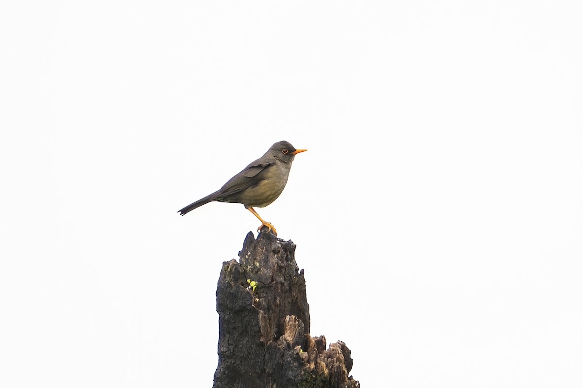 Abyssinian Thrush - ML636275881