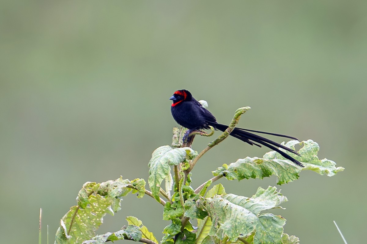 Red-cowled Widowbird - ML636275936