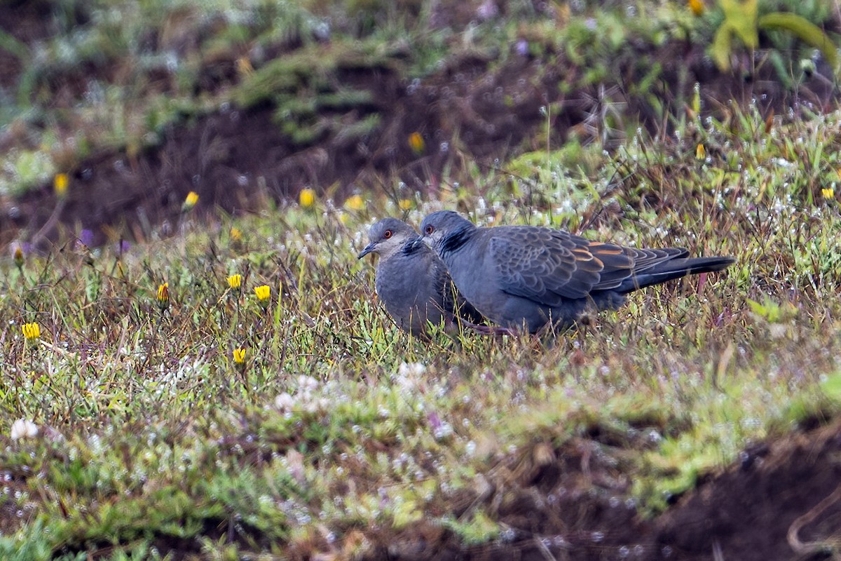 Dusky Turtle-Dove - ML636275959
