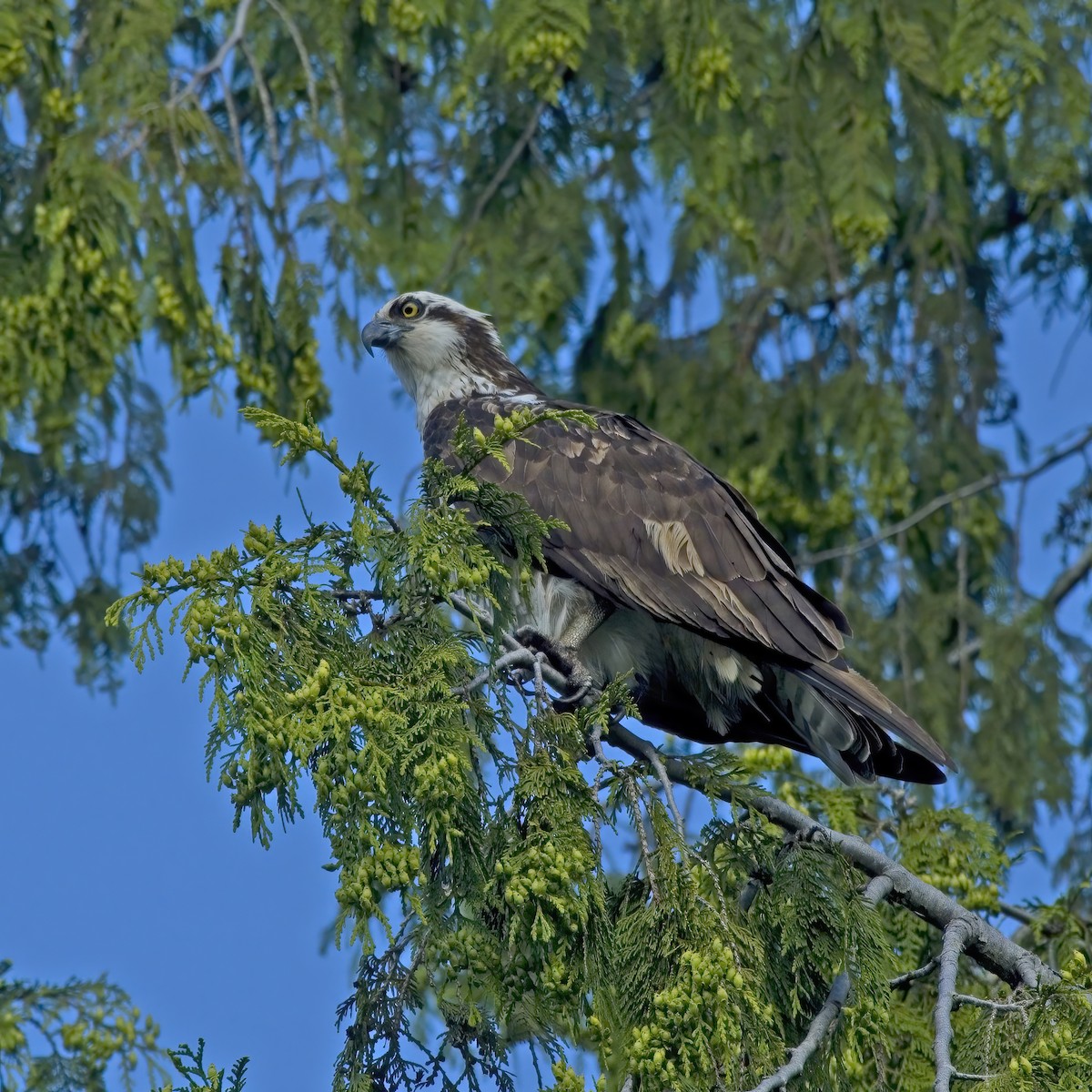 魚鷹 - ML636276019