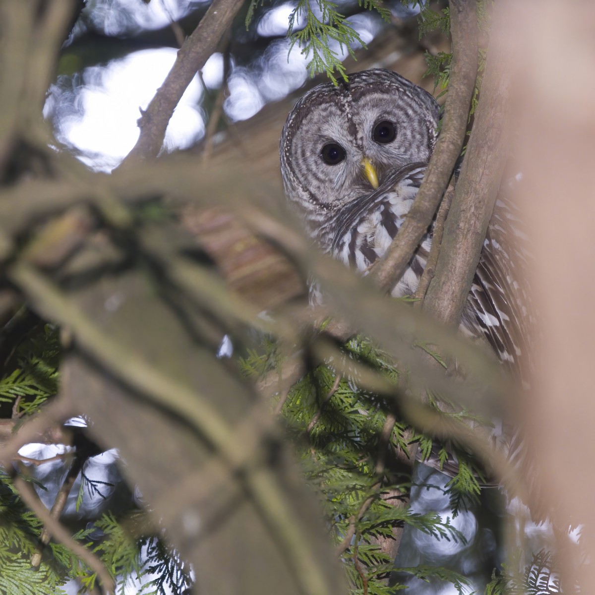 Barred Owl - ML636276023