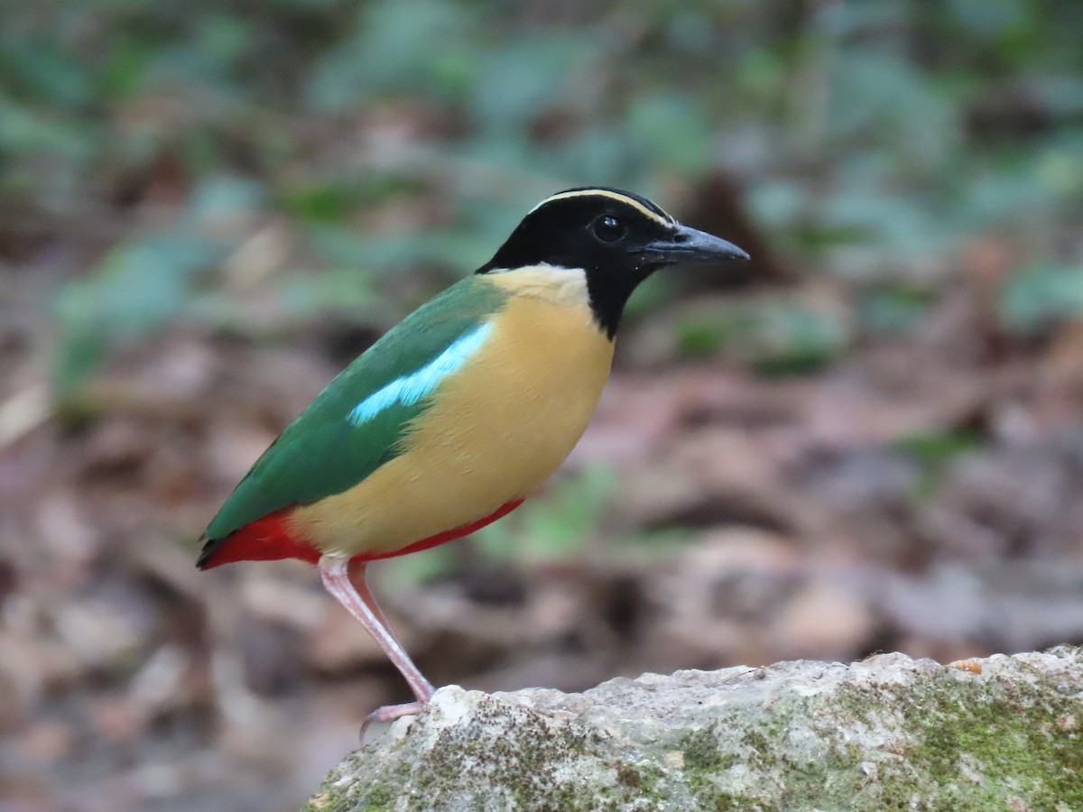 Elegant Pitta - ML636276584