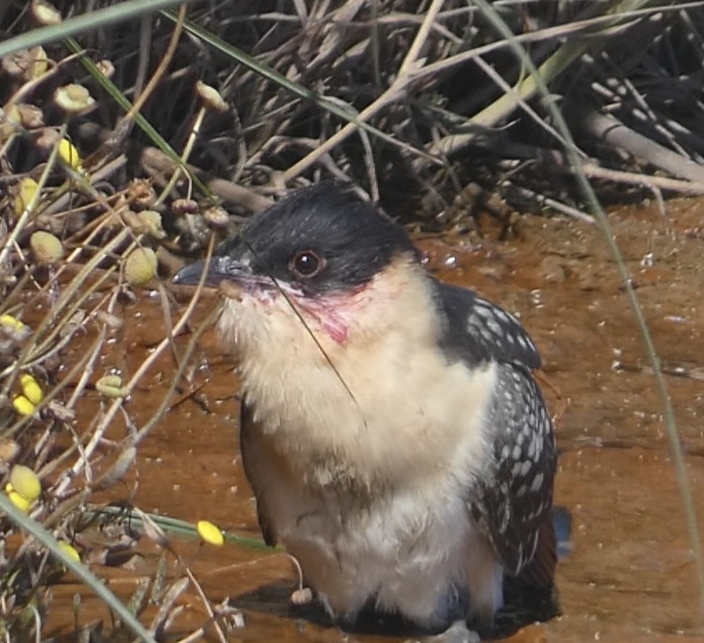 Great Spotted Cuckoo - ML636276598