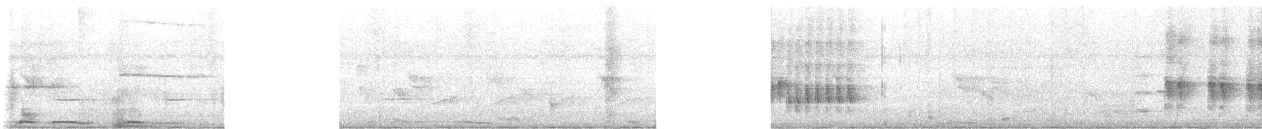 White-winged Dove - ML636276614