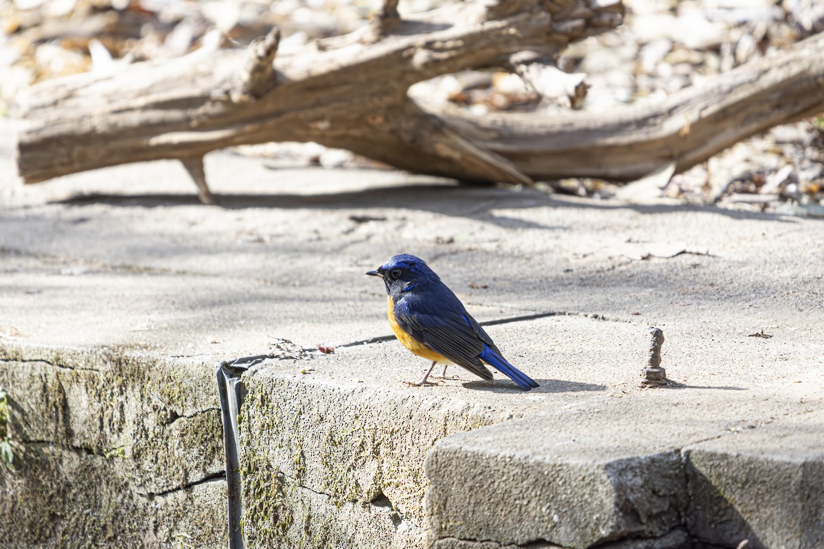 Davidblauschnäpper - ML636276668