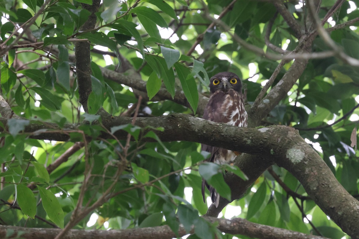 Northern Boobook - ML636276703