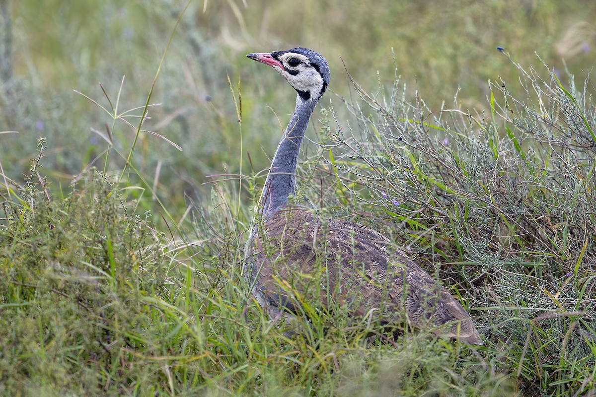 White-bellied Bustard (White-bellied) - ML636276753