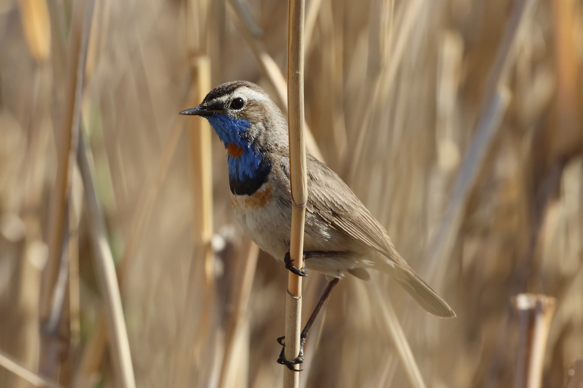 Bluethroat - ML636276897