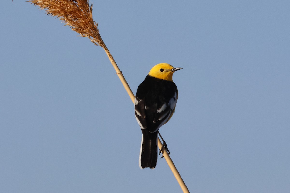 Citrine Wagtail - ML636276913