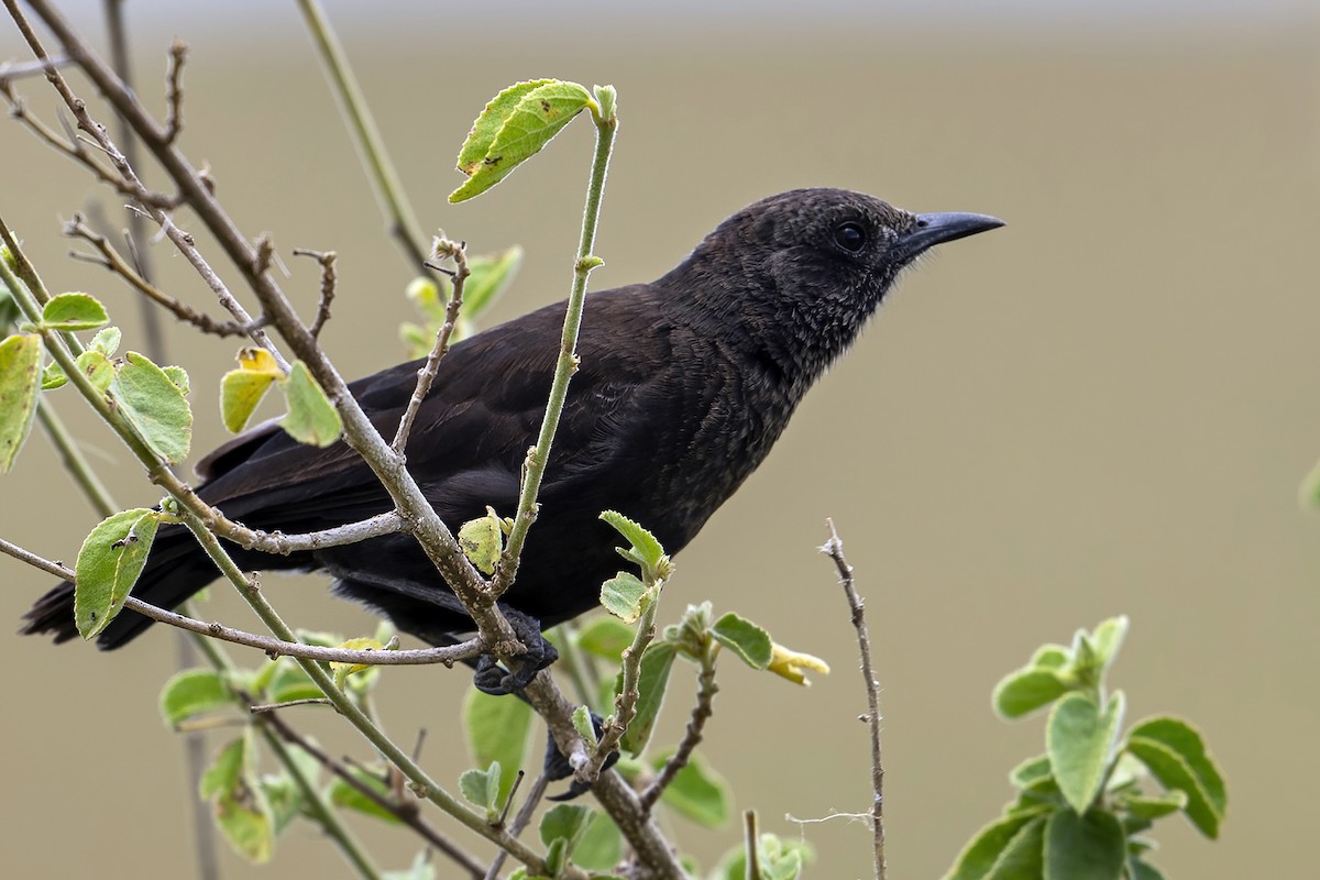 Northern Anteater-Chat - ML636276939