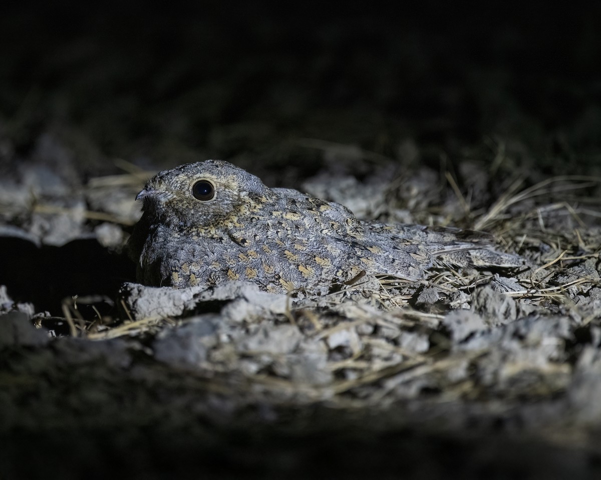 Sykes's Nightjar - ML636276956