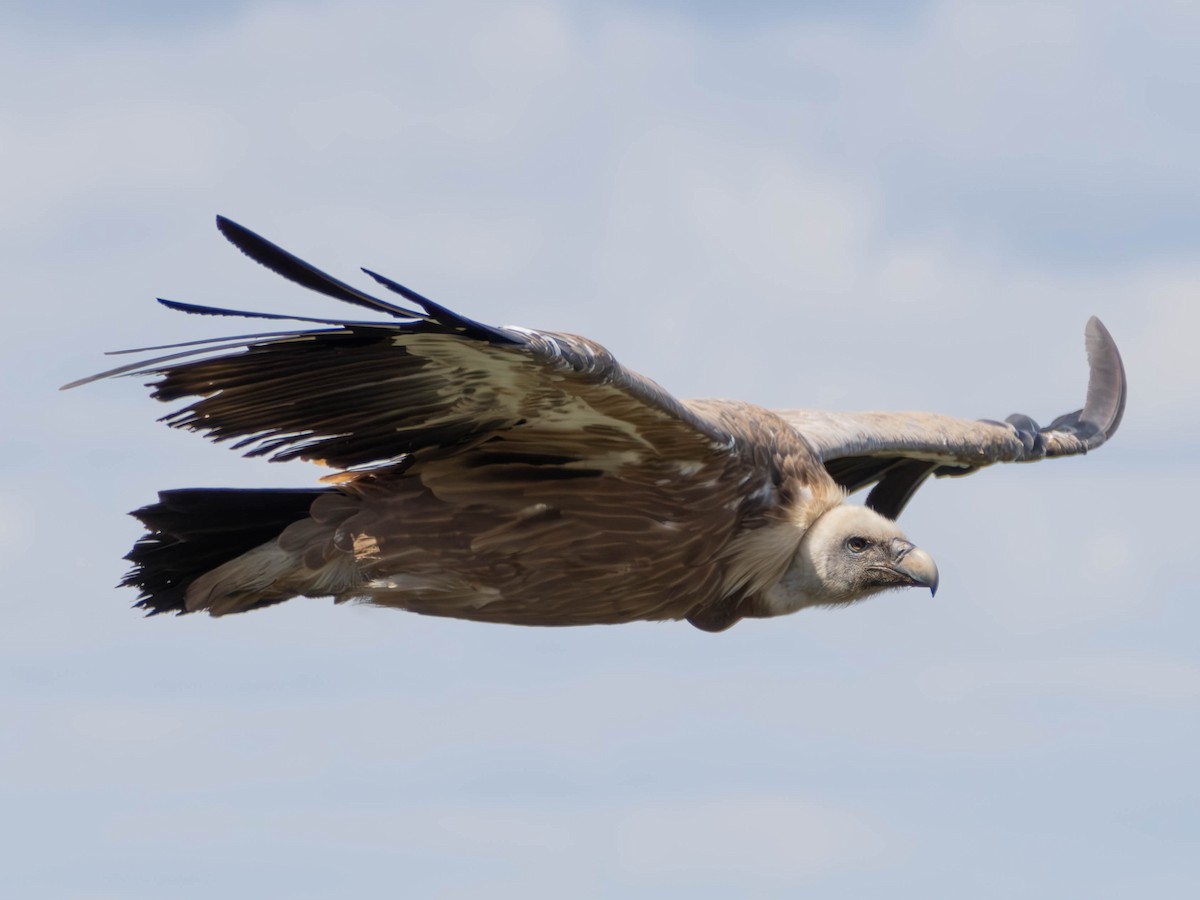 Eurasian Griffon - ML636276957
