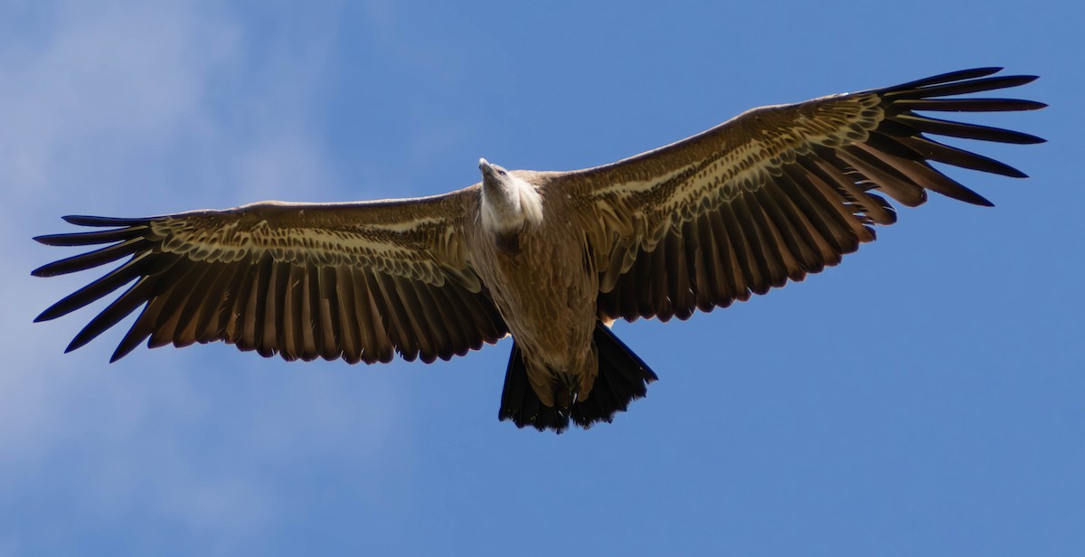 Eurasian Griffon - ML636276958