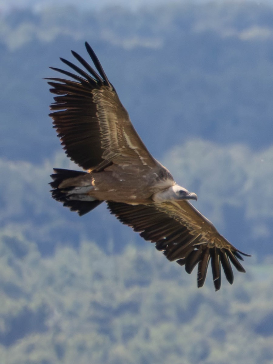 Eurasian Griffon - ML636276960