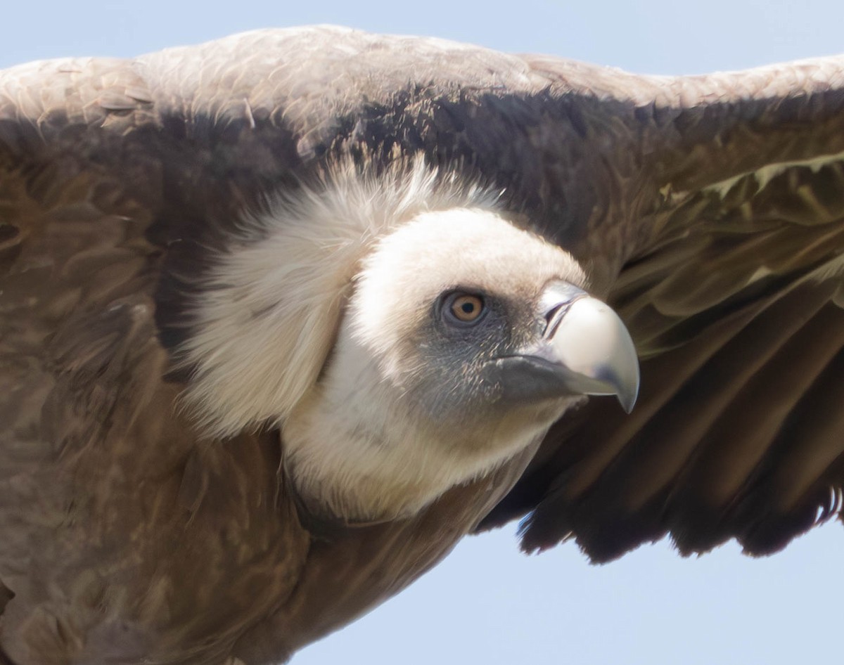 Eurasian Griffon - ML636276962