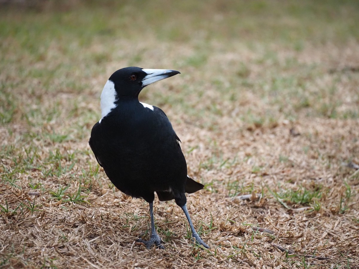 Australian Magpie - ML636276966