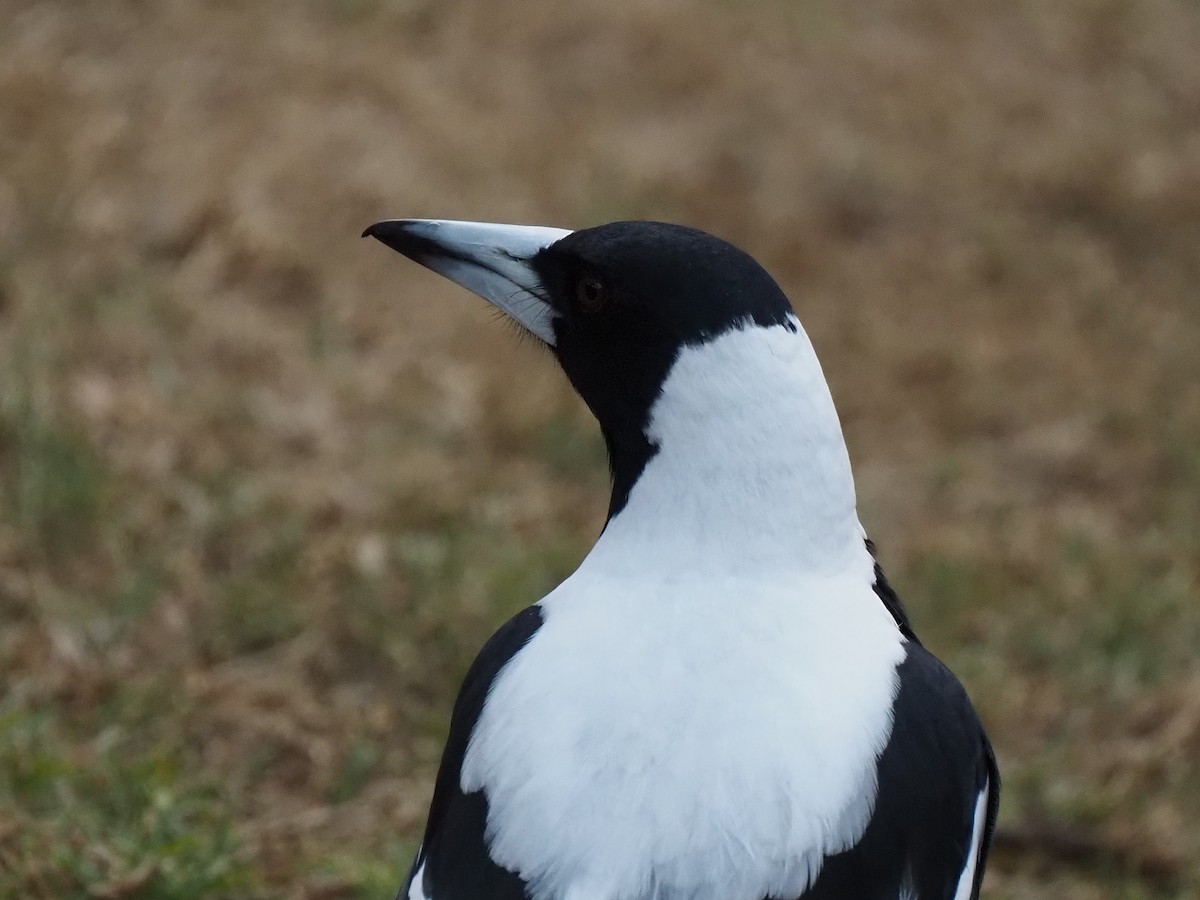 Australian Magpie - ML636276967