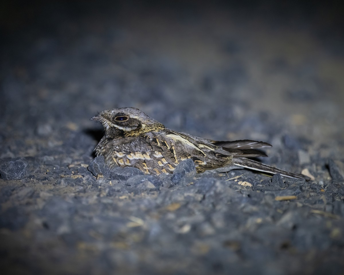 Indian Nightjar - ML636276968