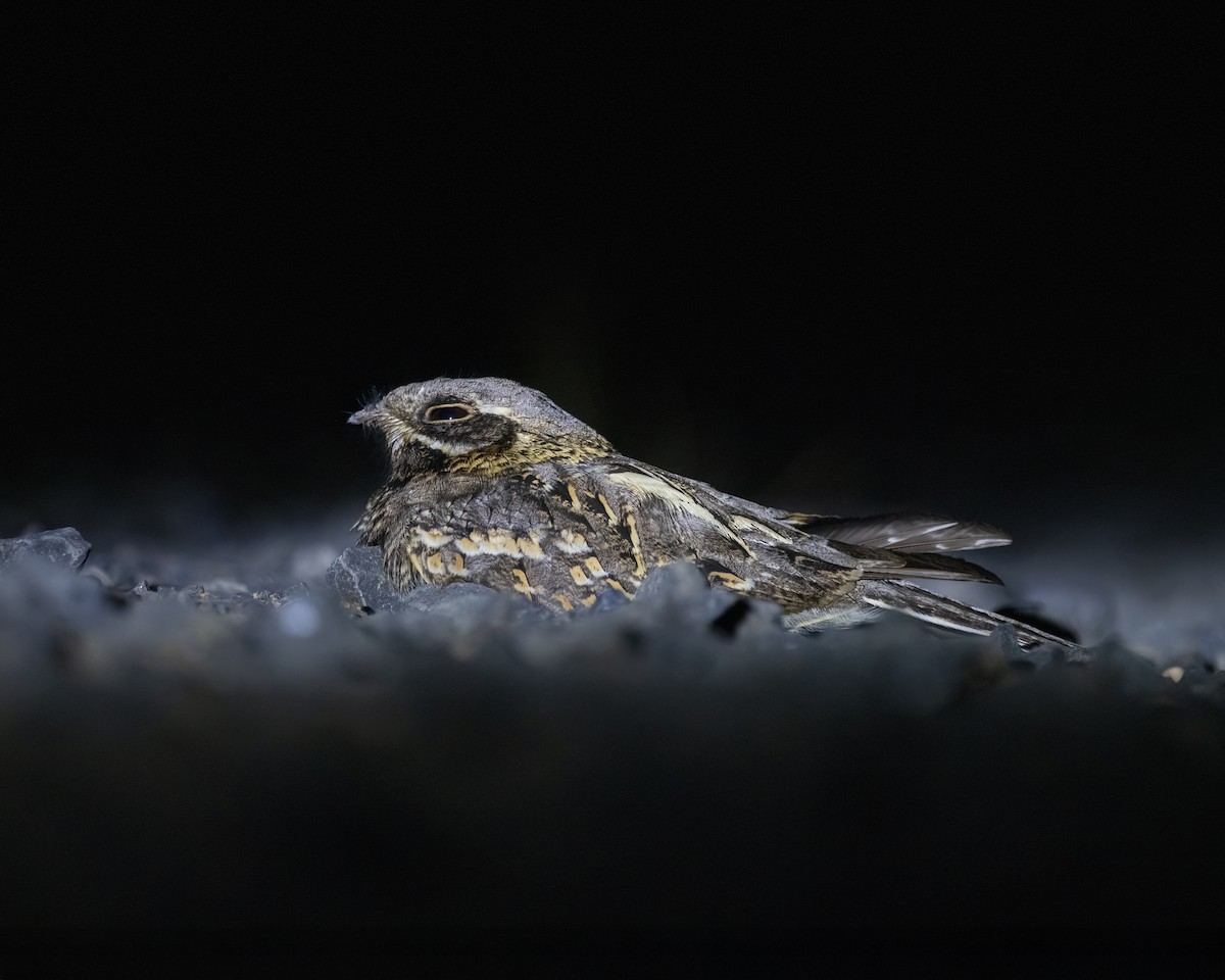 Indian Nightjar - ML636276969