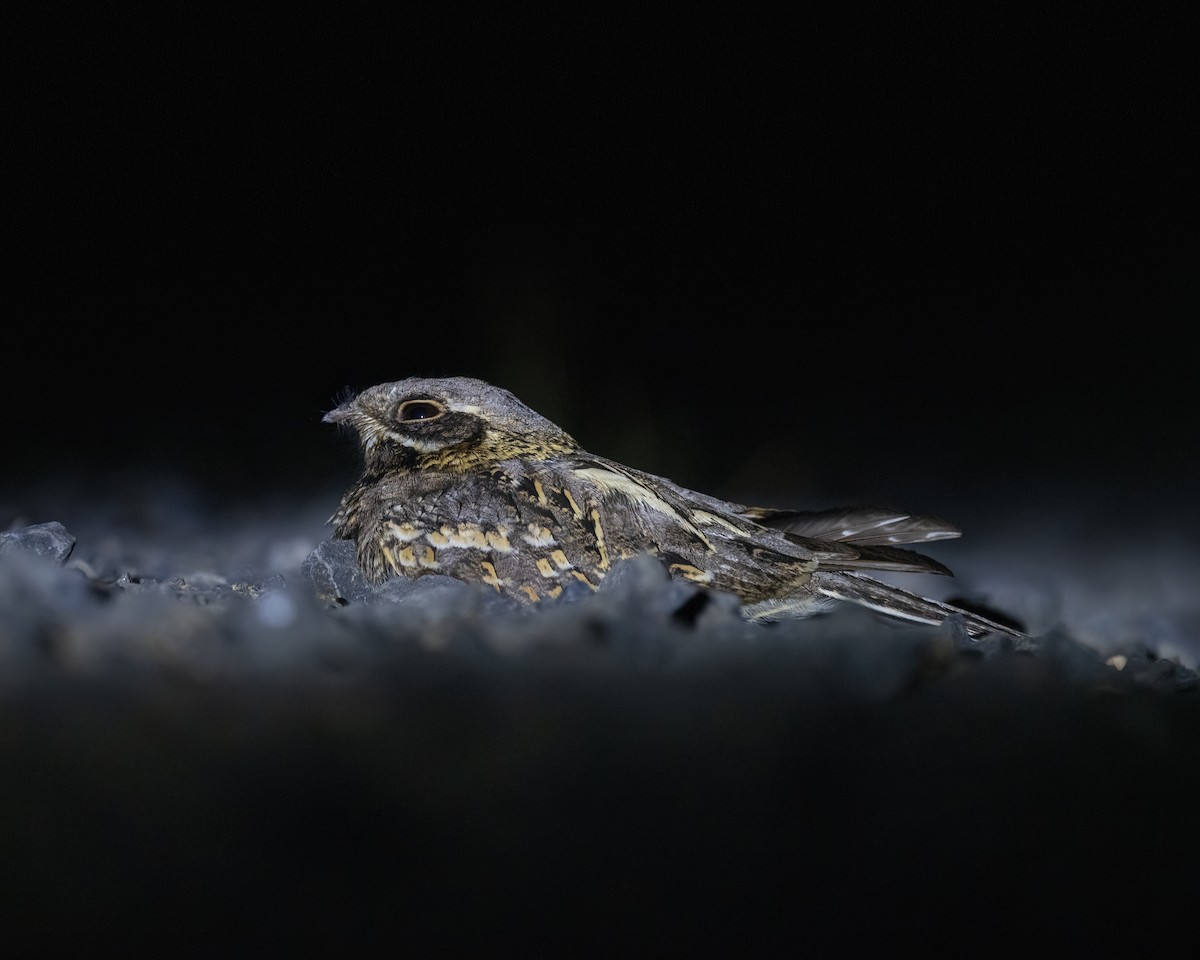 Indian Nightjar - ML636276970