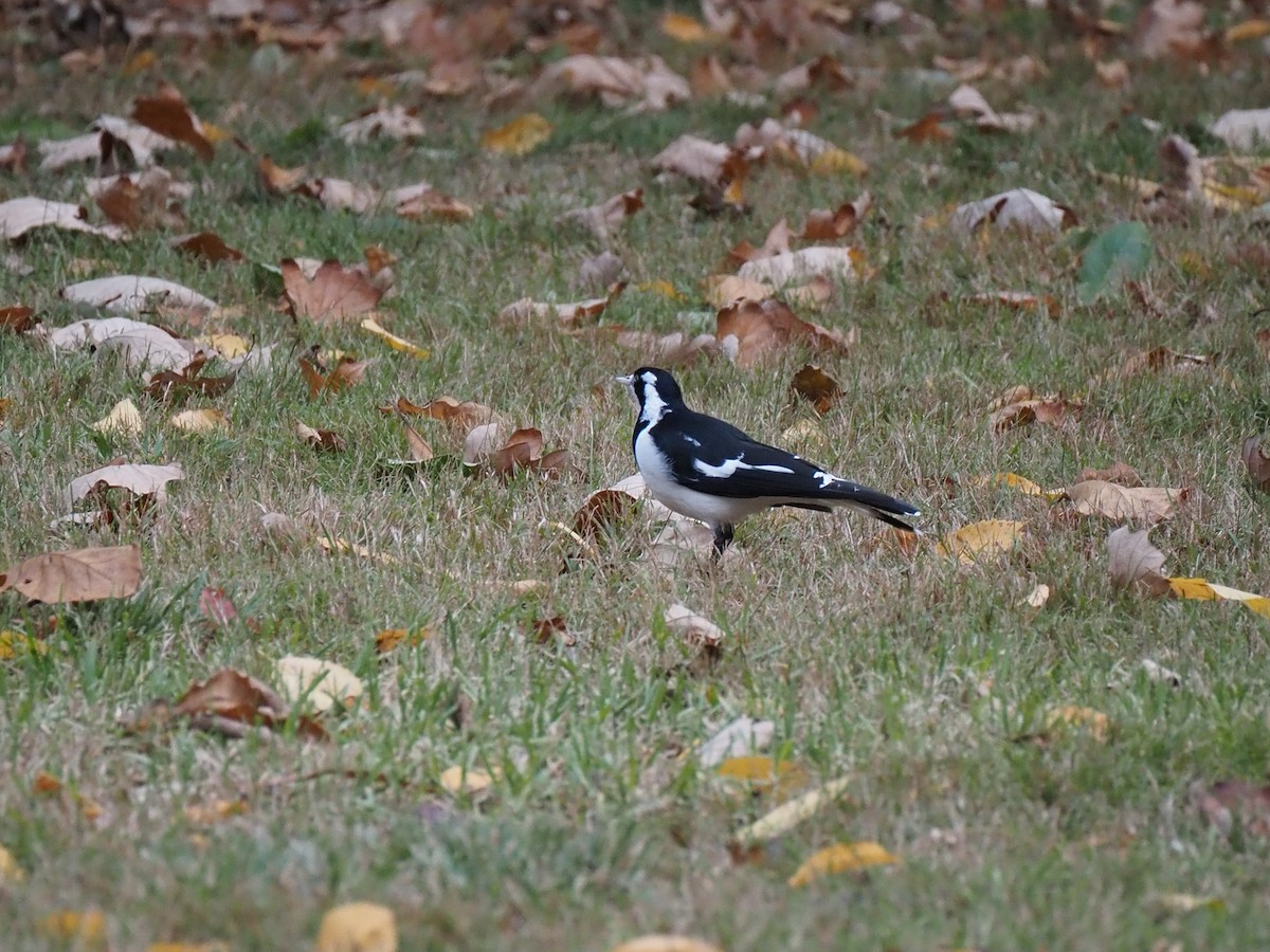 Magpie-lark - ML636276971