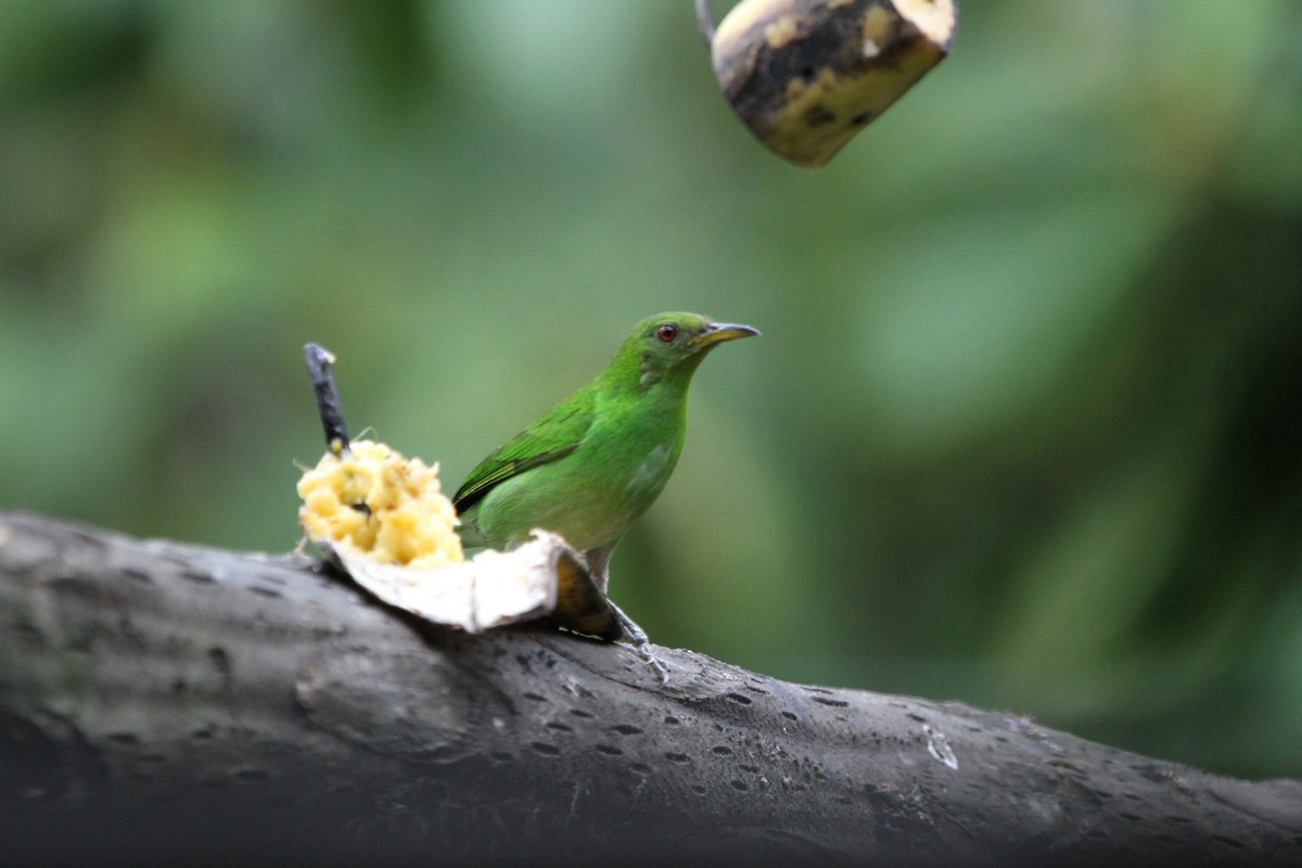 Green Honeycreeper - ML636276972
