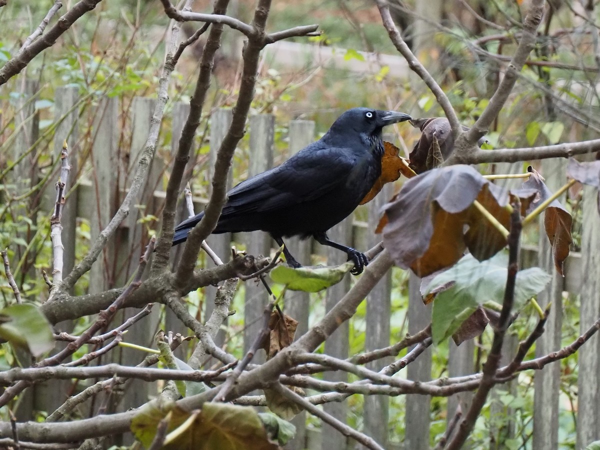 Little Raven - ML636276973