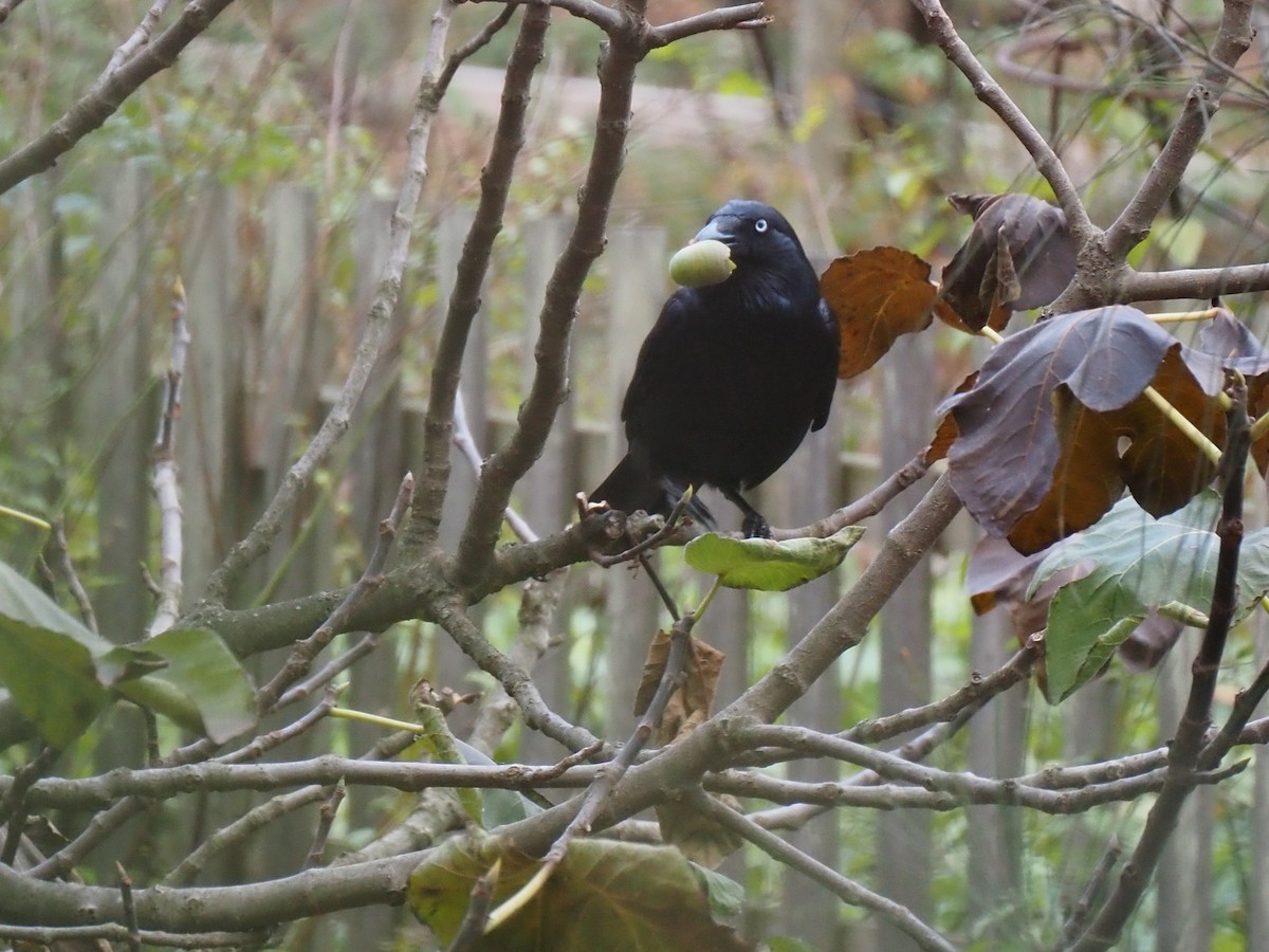 Little Raven - ML636276974
