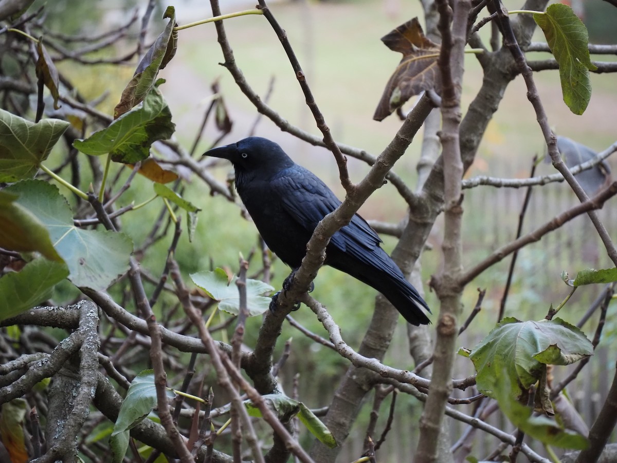 Little Raven - ML636276975