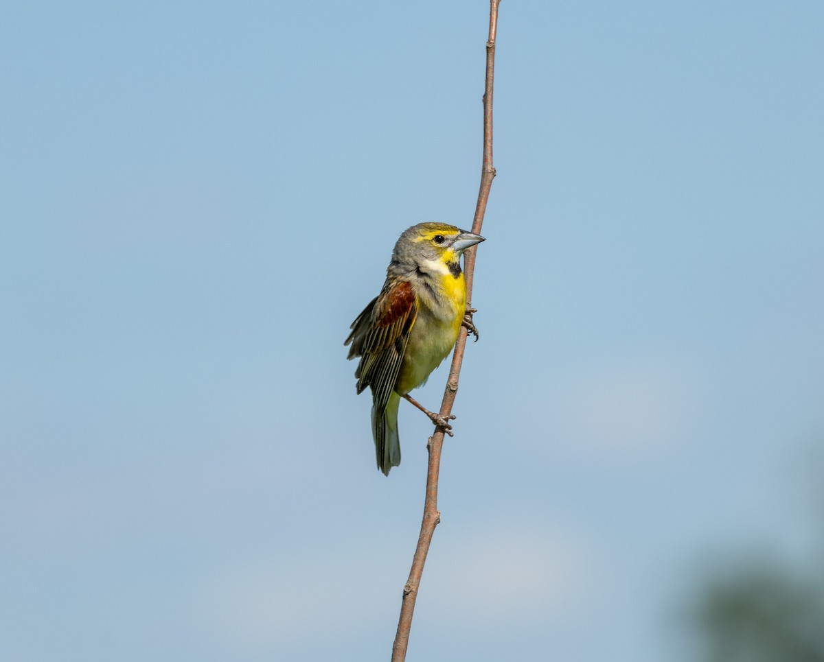 Dickcissel - ML636276976