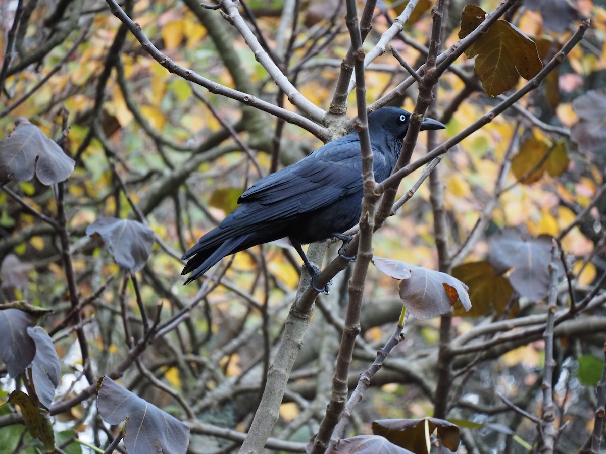 Little Raven - ML636276977