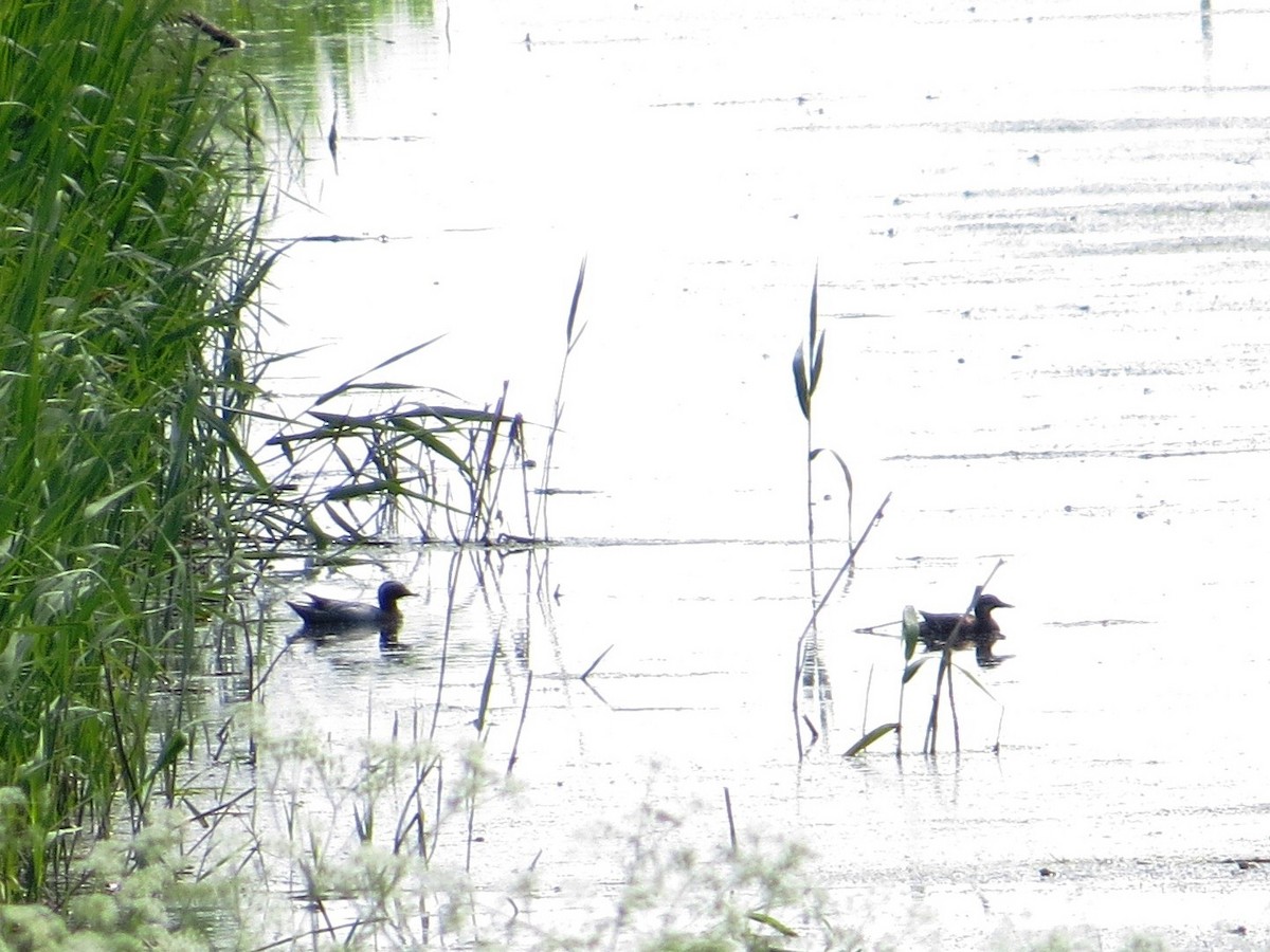Garganey - ML636276978