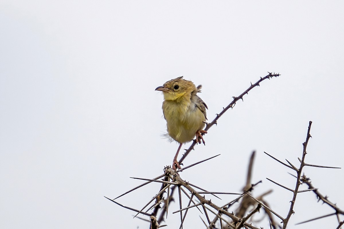 Croaking Cisticola - ML636276979