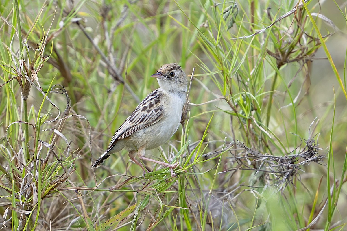 Pectoral-patch Cisticola - ML636276984