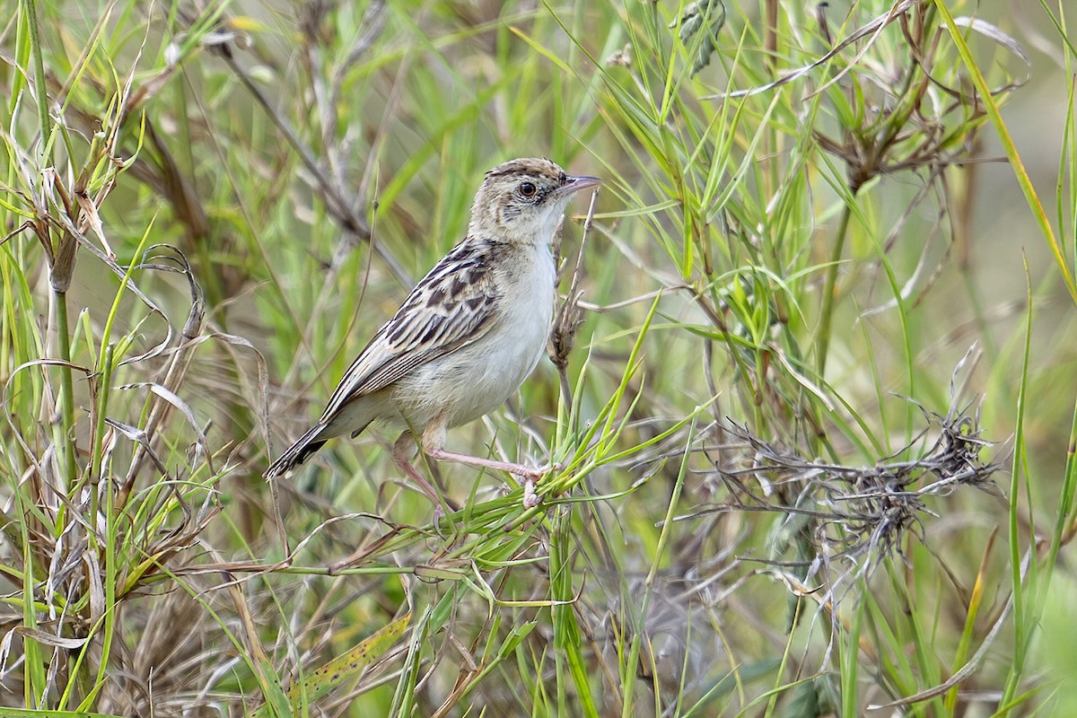 Pectoral-patch Cisticola - ML636276985
