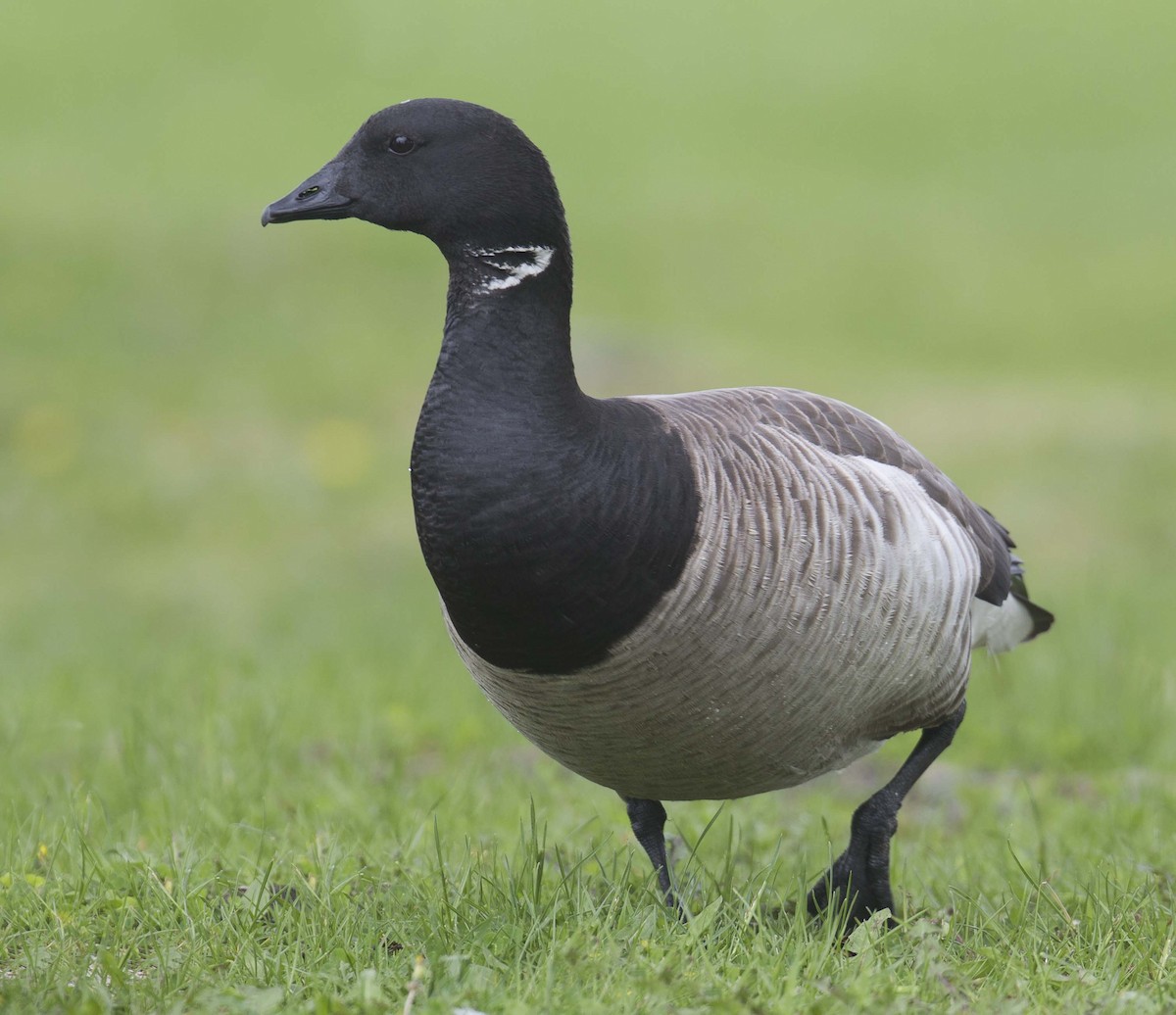 Brant - ML636276986