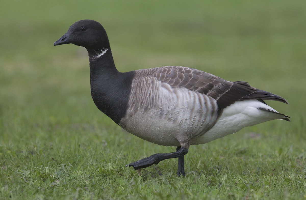 Brant - ML636276987