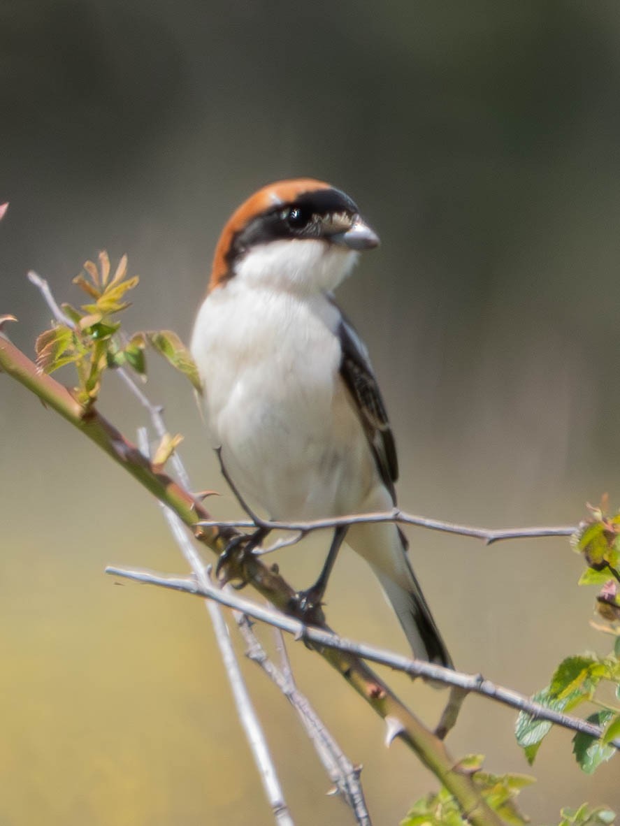 Woodchat Shrike - ML636276989