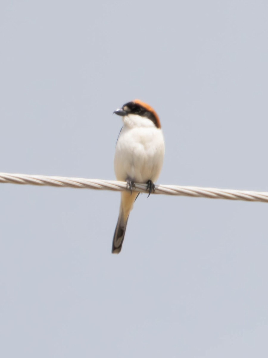 Woodchat Shrike - ML636276990
