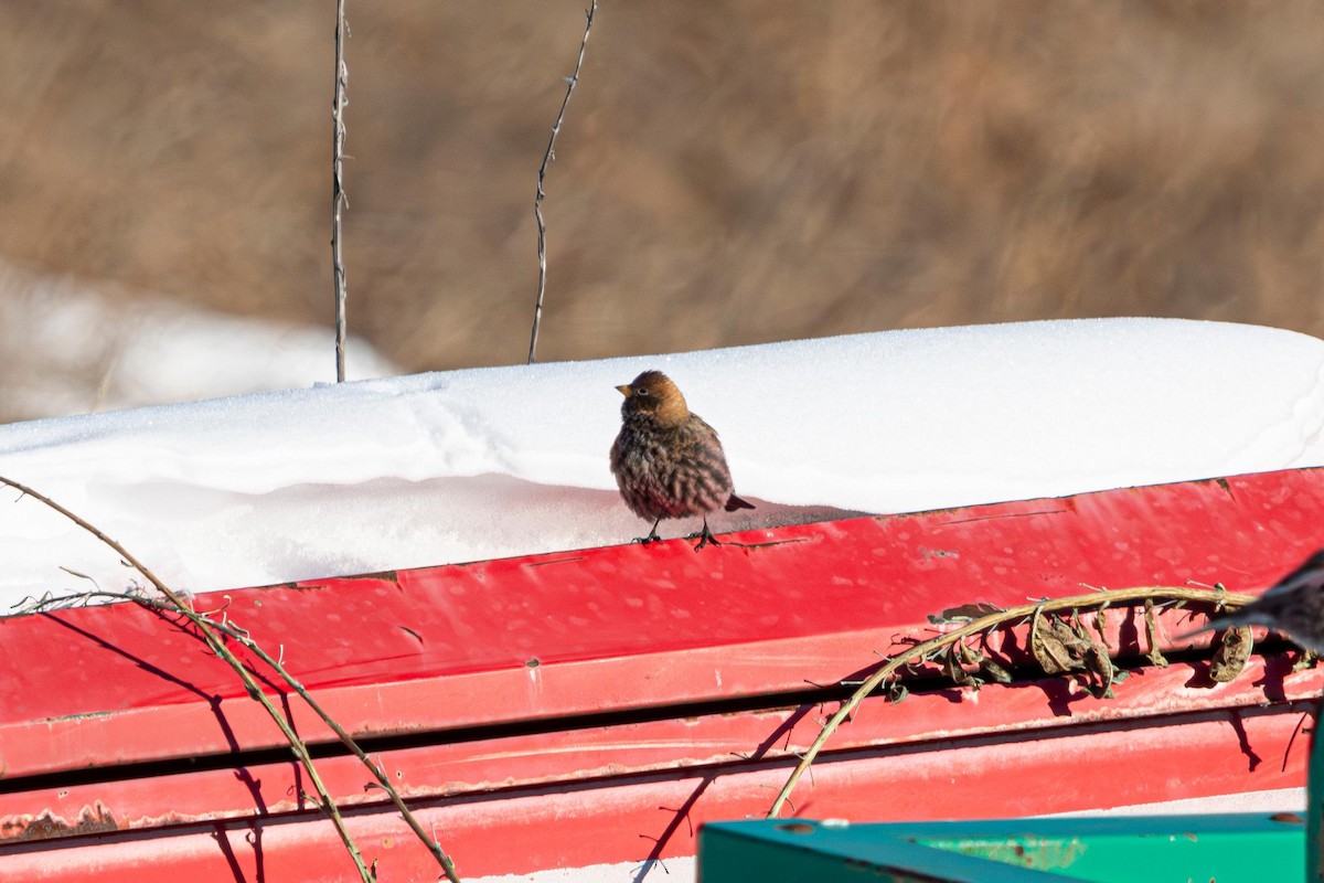 Asian Rosy-Finch - ML636277101