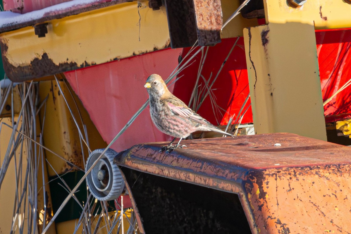 Asian Rosy-Finch - ML636277102