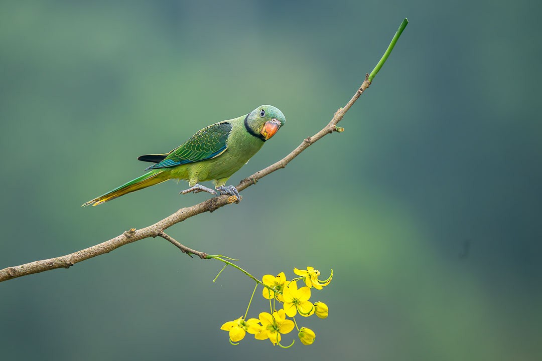 Malabar Parakeet - ML636277110
