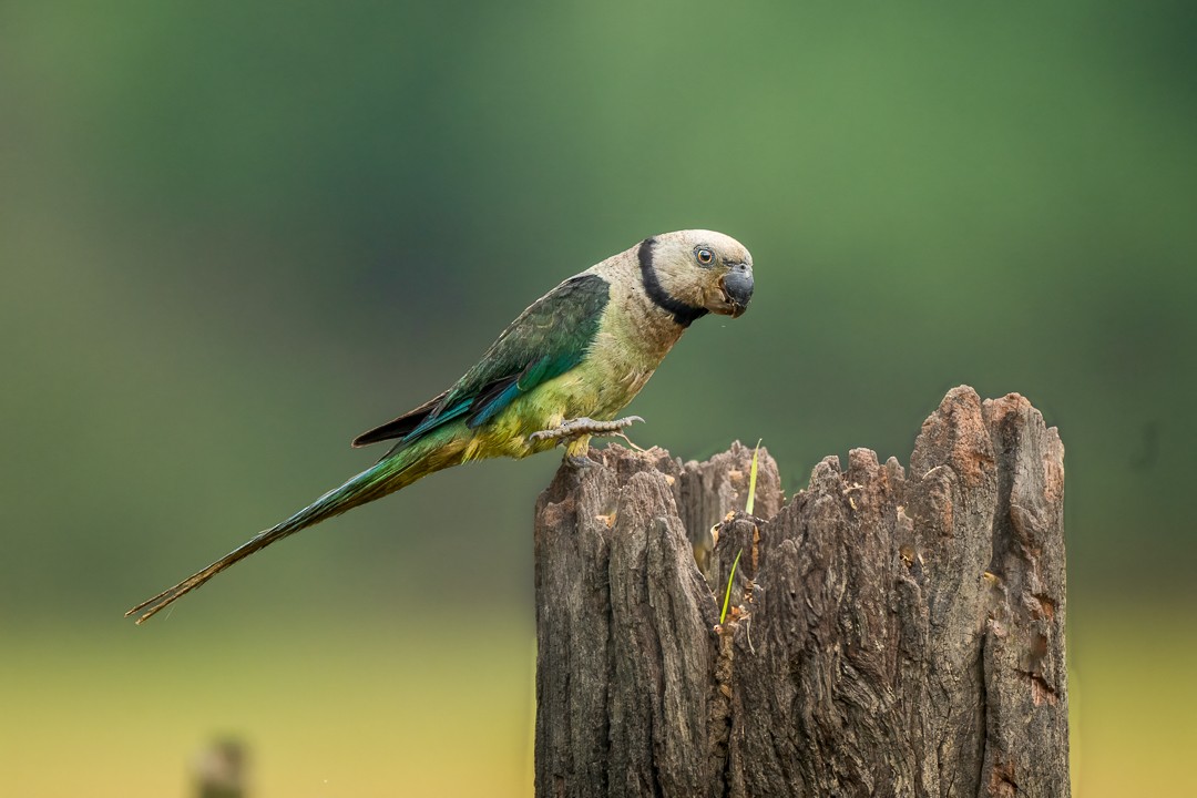 Malabar Parakeet - ML636277114