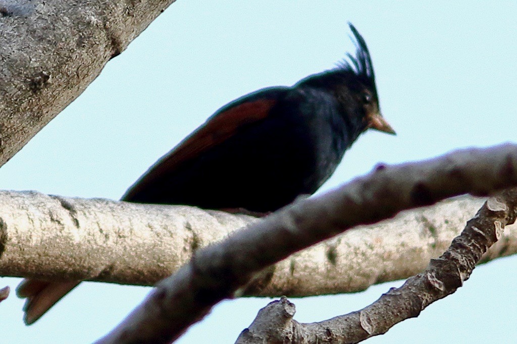 toppspurv - ML636277134