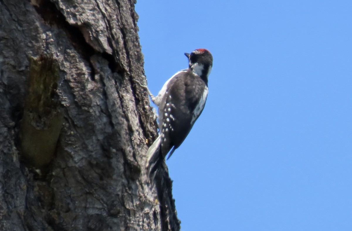 Hairy Woodpecker - ML636277168