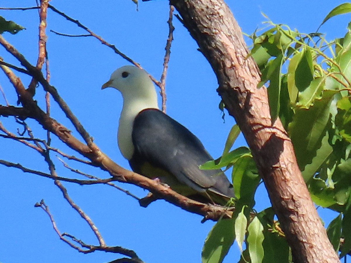 Black-backed Fruit-Dove - ML636277251