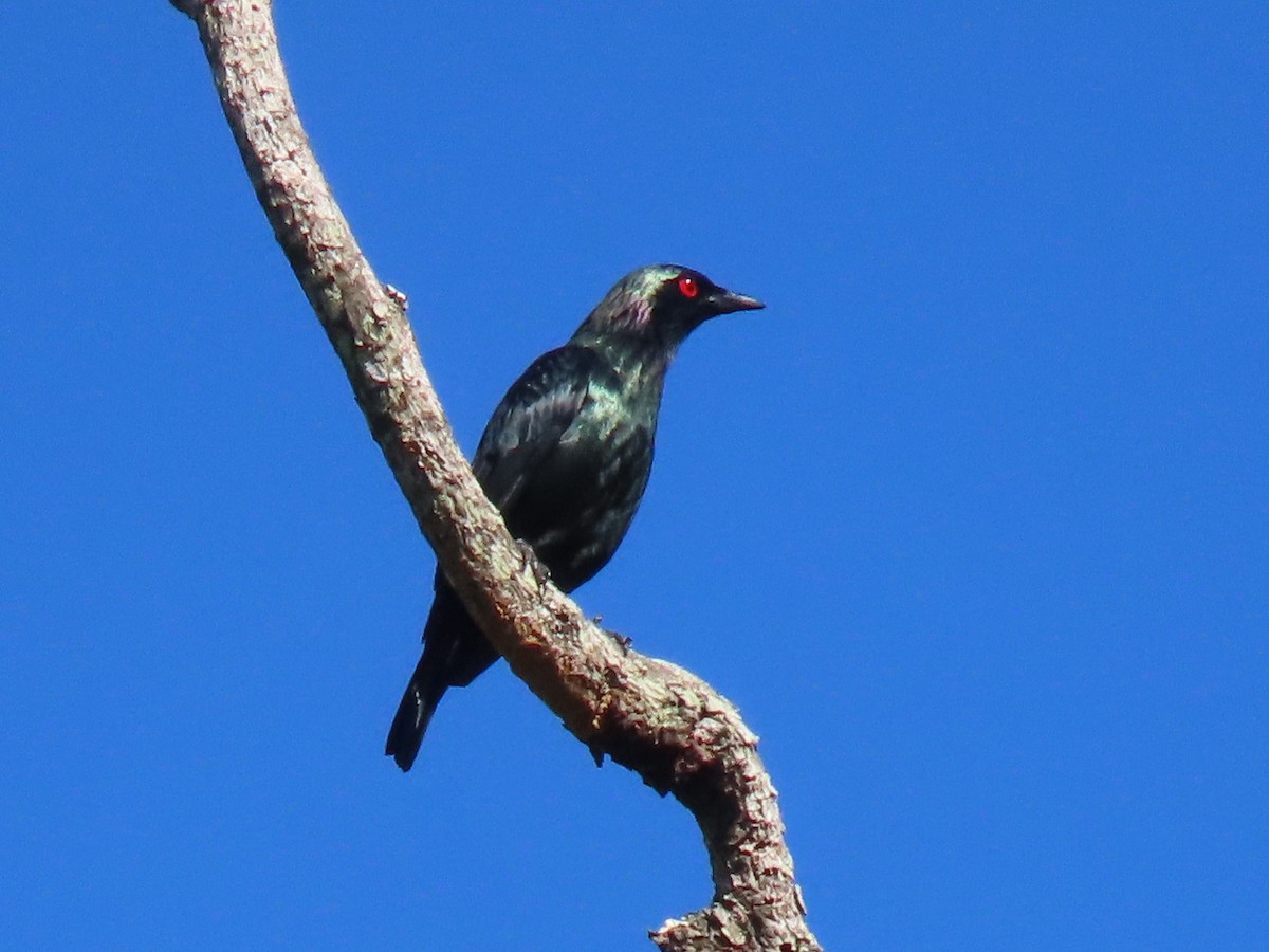 Short-tailed Starling - ML636277278