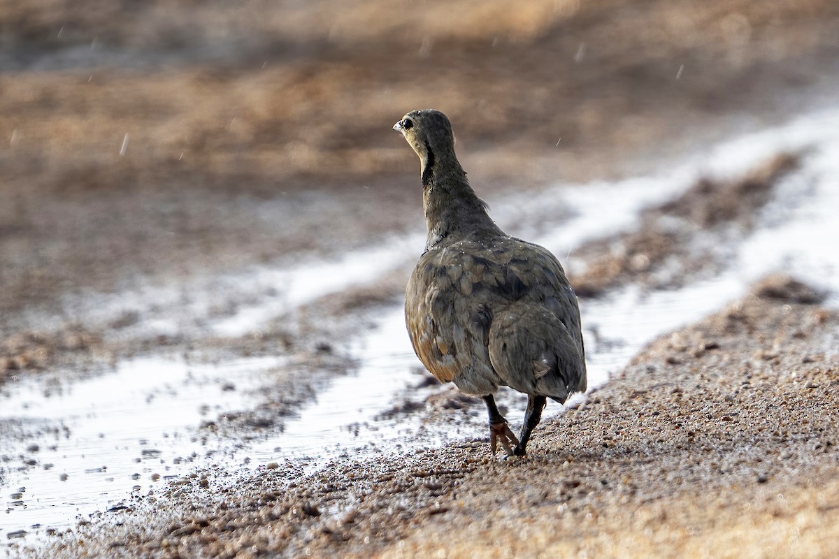 Yellow-throated Sandgrouse - ML636277317